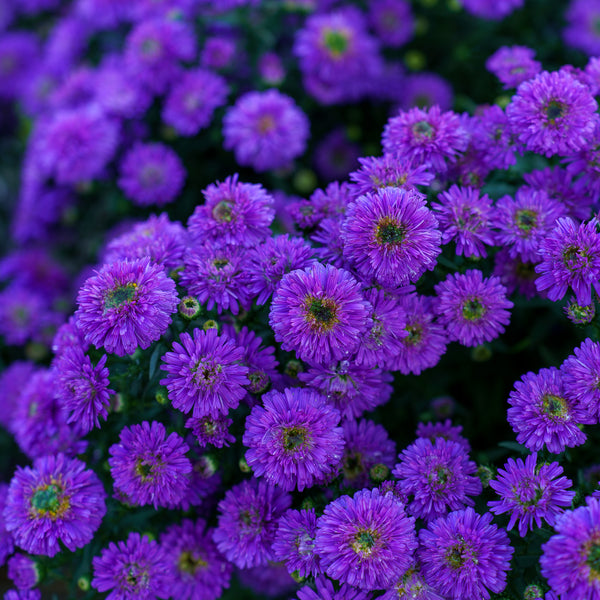 Aster