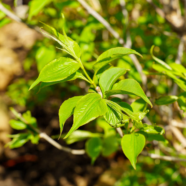 Seven Sons Tree - Other Flowering Trees - Flowering Trees