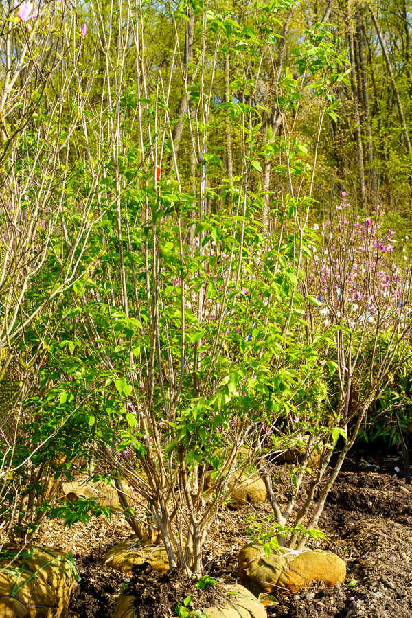 Seven Sons Tree - Other Flowering Trees - Flowering Trees