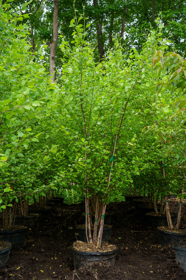 Heritage River Birch