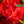 Load image into Gallery viewer, Hershey&#39;s Red Evergreen Azalea
