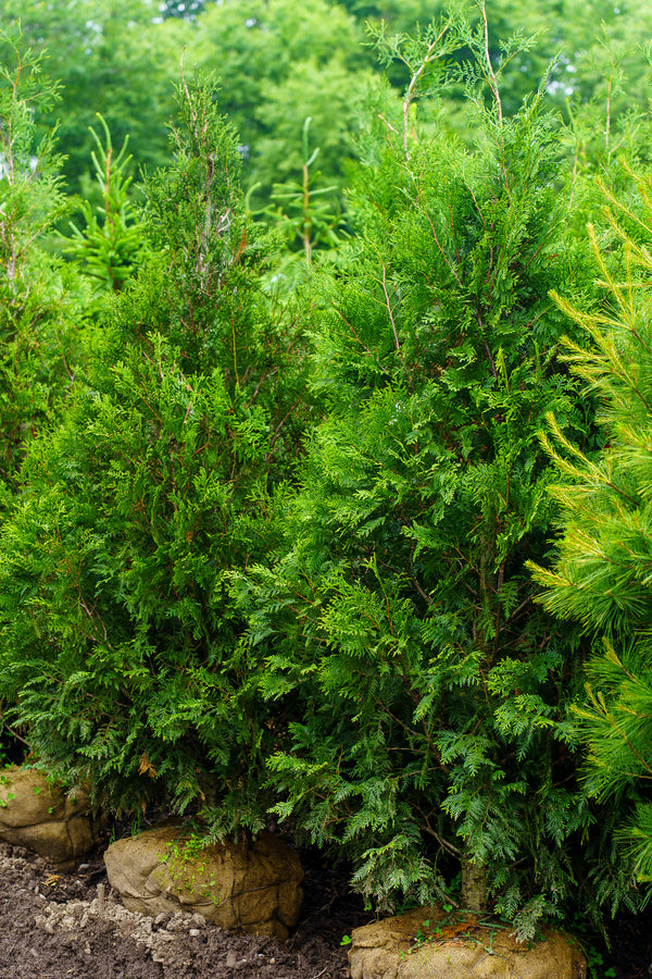 Hetz Wintergreen Arborvitae