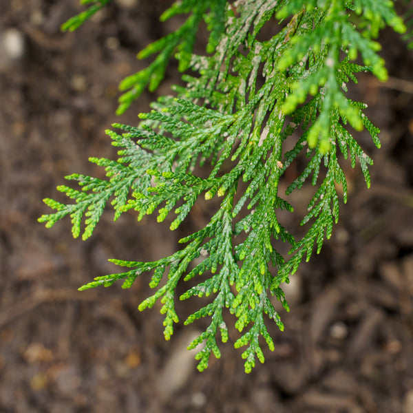 Hetz Wintergreen Arborvitae