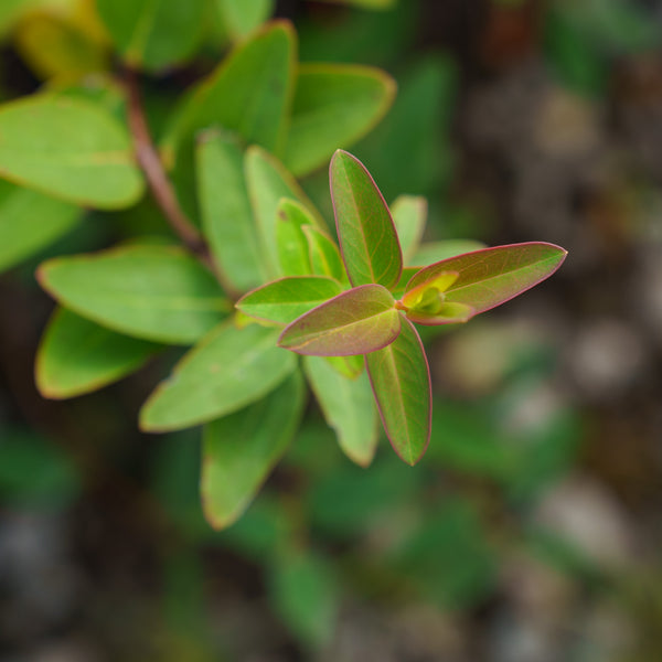 Hidcote St. John's Wort