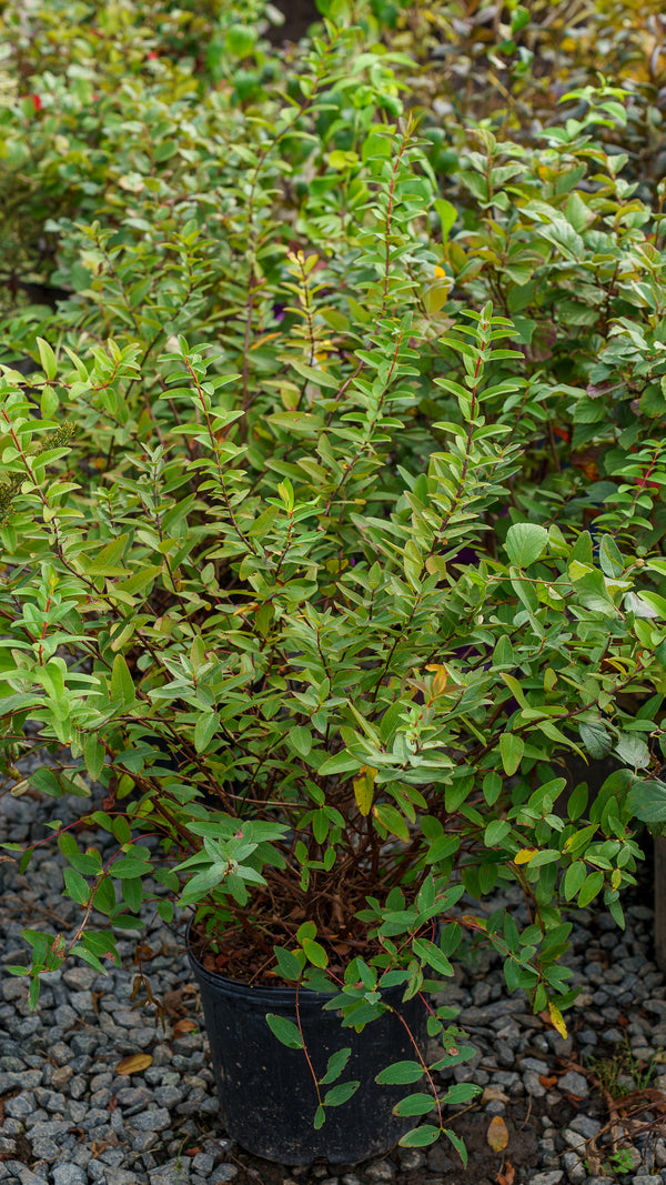 Hidcote St. John's Wort