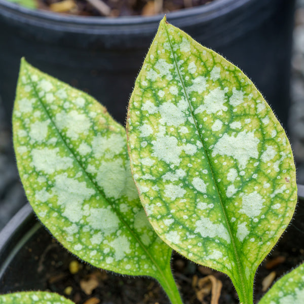 High Contrast Lungwort