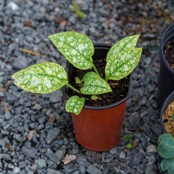 High Contrast Lungwort