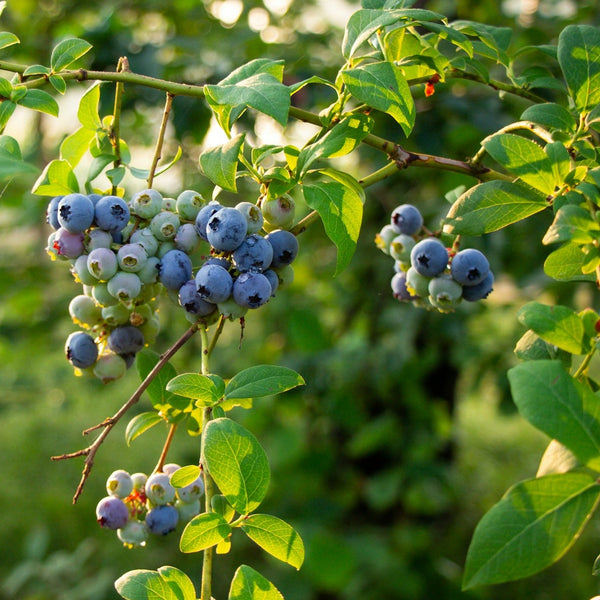 Hops Rising Blueberry Highbush Bluecrop Blueberry – Plant Detectives
