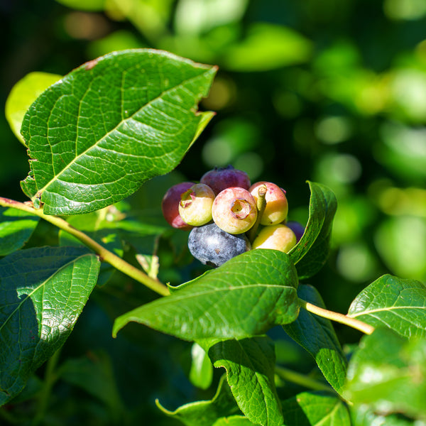 Highbush Patriot Blueberry