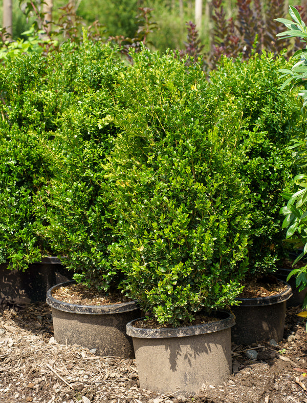 Highlander Boxwood