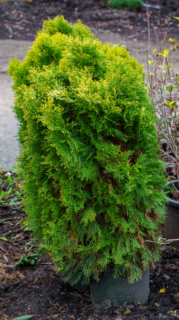 Highlights Arborvitae