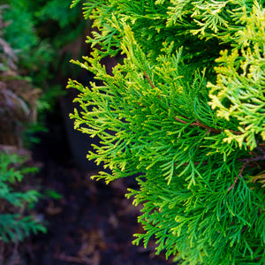 Highlights Arborvitae