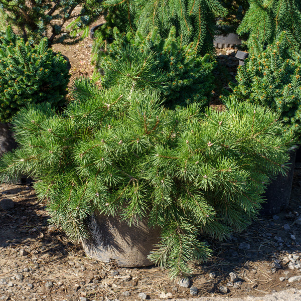 Hillside Creeper Scotch Pine