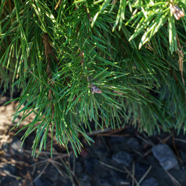 Hillside Creeper Scotch Pine