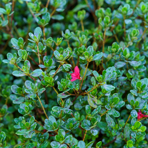 Hino Crimson Evergreen Azalea