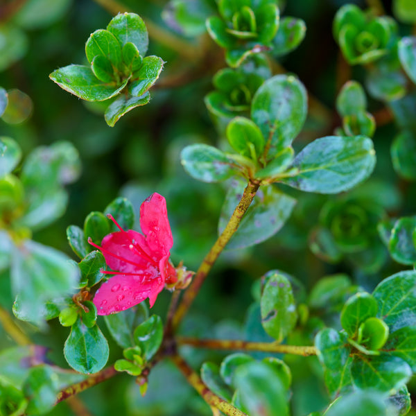 Hino Crimson Evergreen Azalea