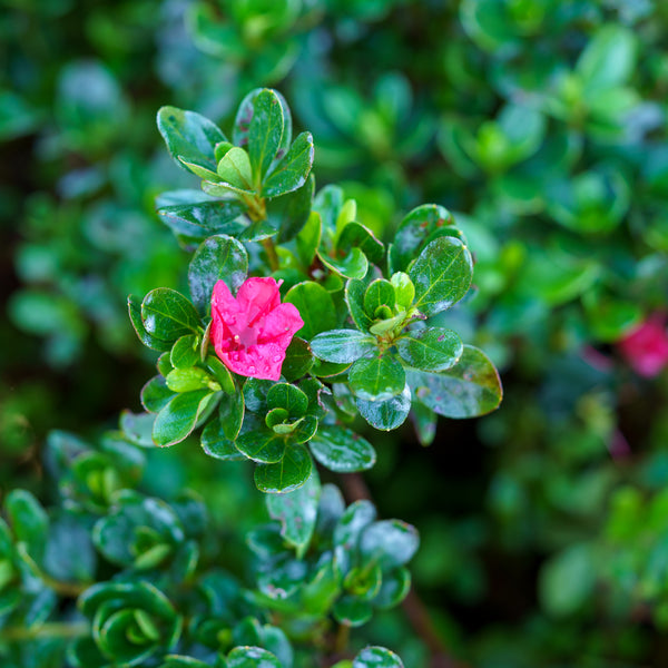 Hino Crimson Evergreen Azalea