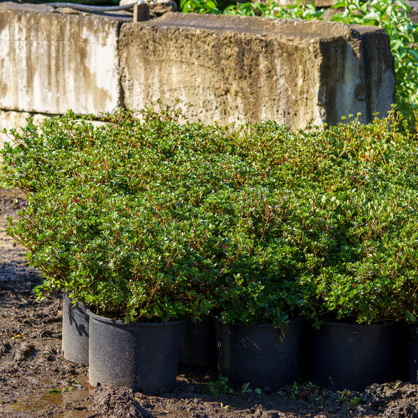 Hino Crimson Evergreen Azalea