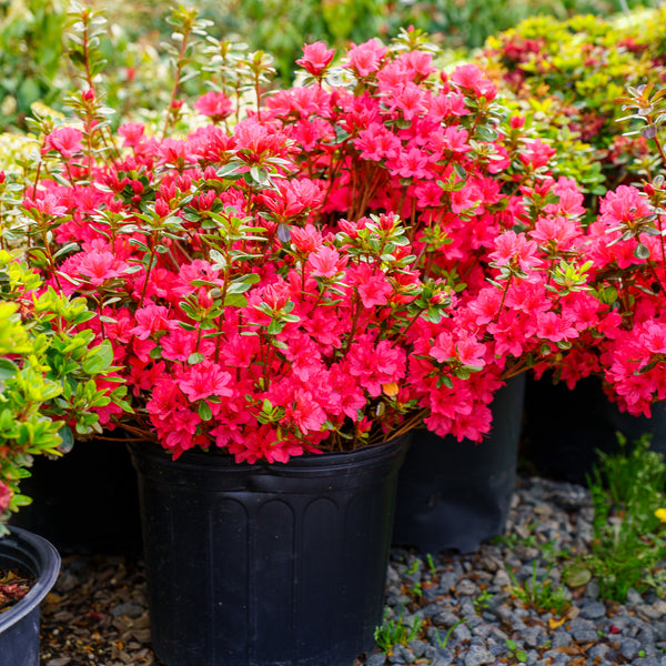 Hino Crimson Evergreen Azalea