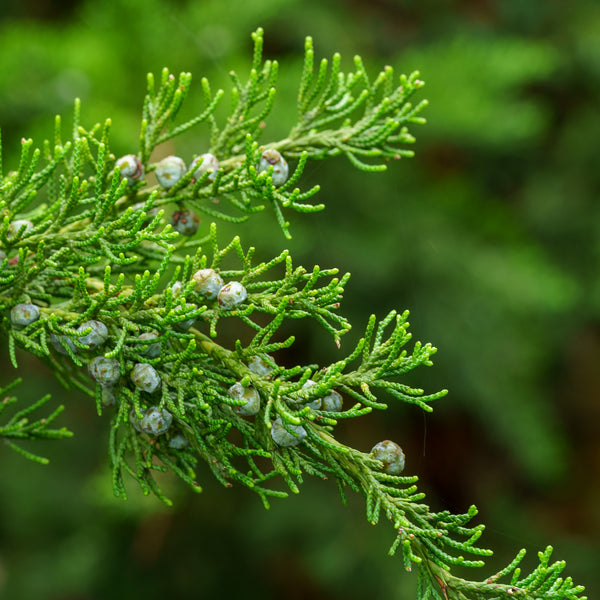 Hollywood Juniper