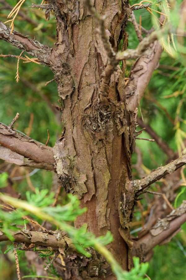 Hollywood Juniper