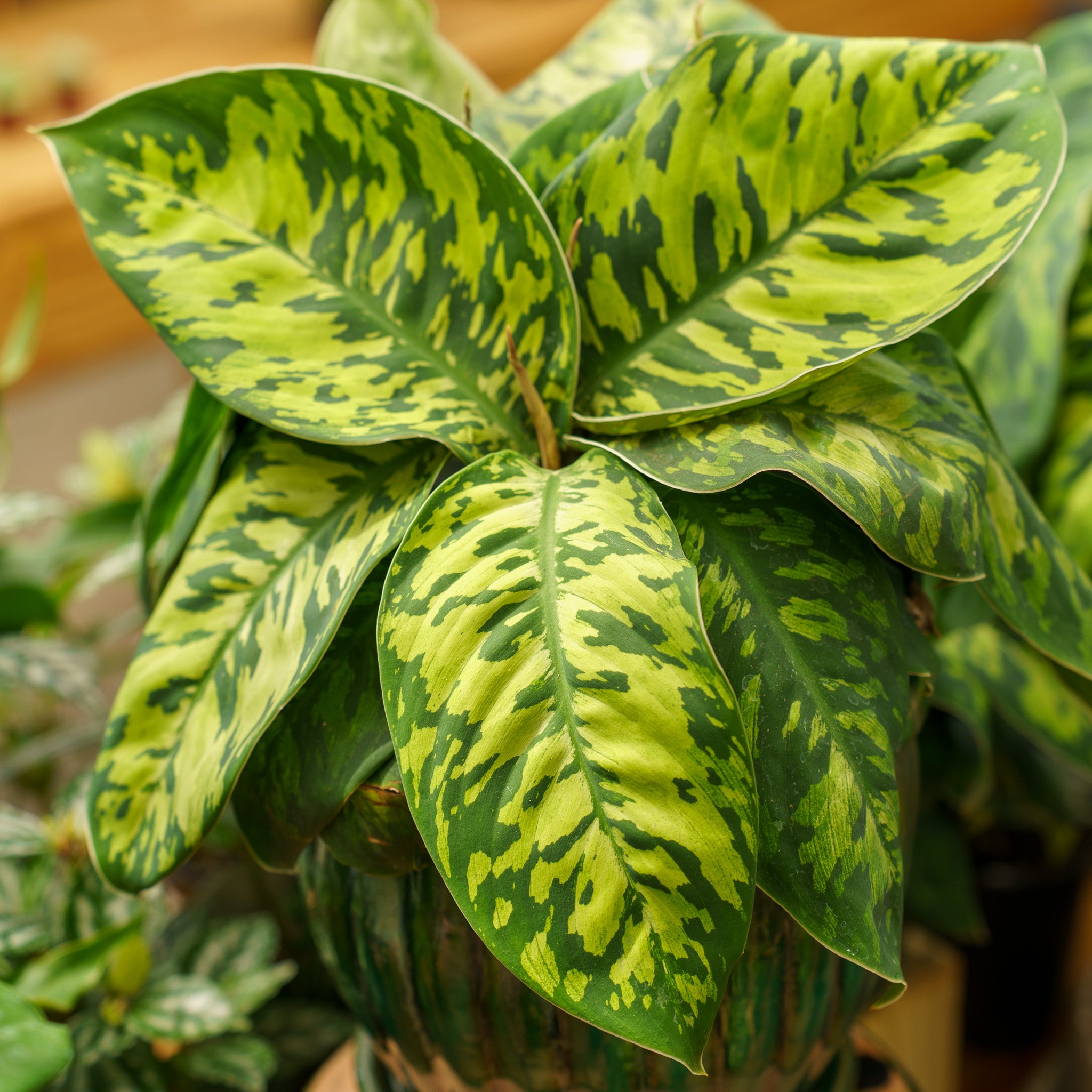 Camouflage Plant – Plant Detectives
