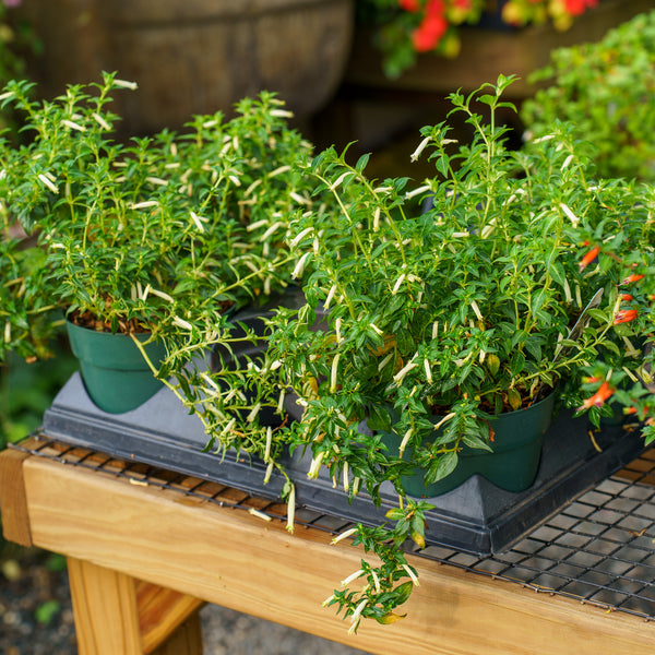 Honey Bells Firecracker Plant