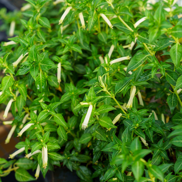 Honey Bells Firecracker Plant