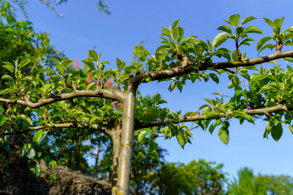 Honey Crisp Apple Tree - Apple - Fruit Trees