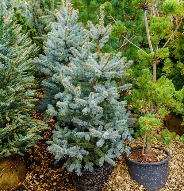 Hoopsii Colorado Spruce - Spruce - Conifers