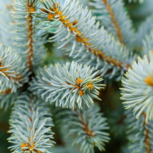 Hoopsii Colorado Spruce - Spruce - Conifers