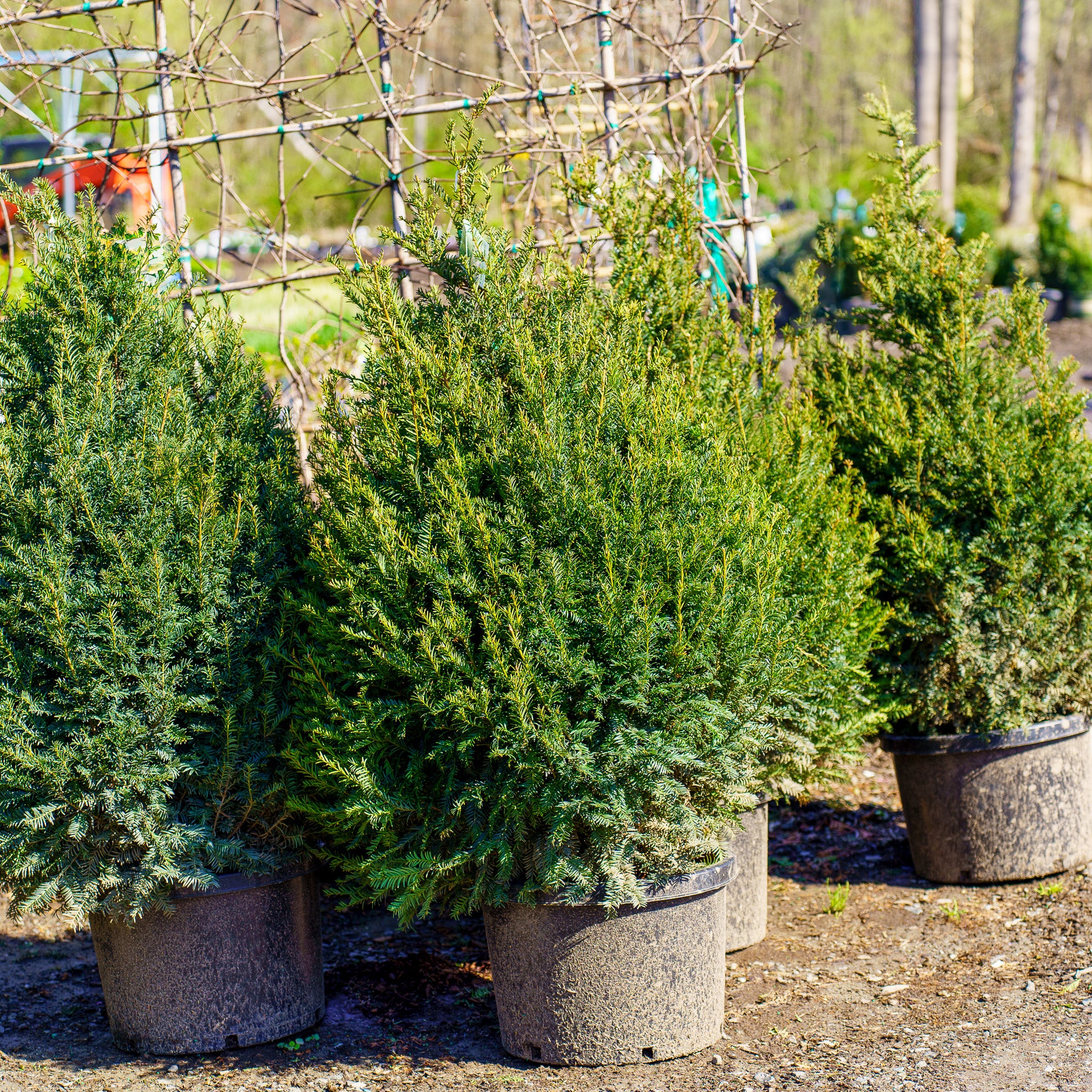 Hopken's Gigant English Yew – Plant Detectives