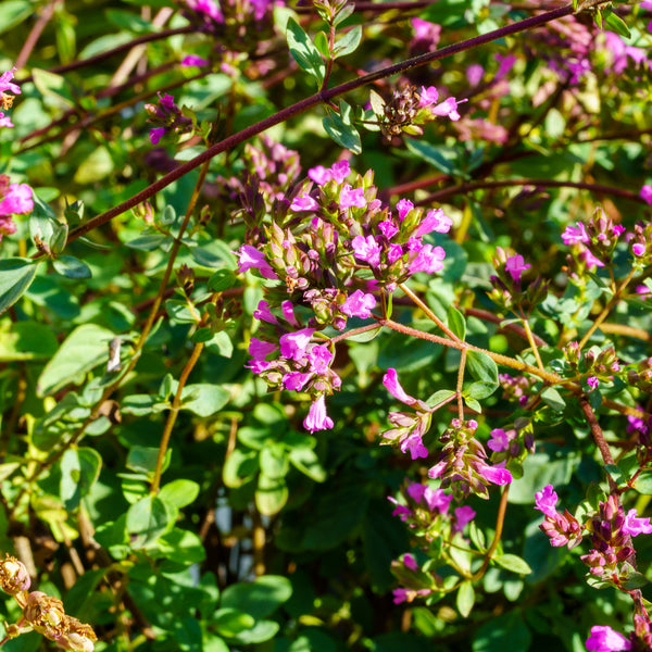 Hopley's Purple Oregano