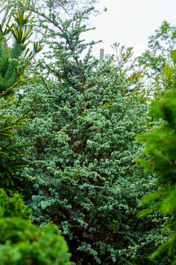 Horstmann Blue Atlas Cedar