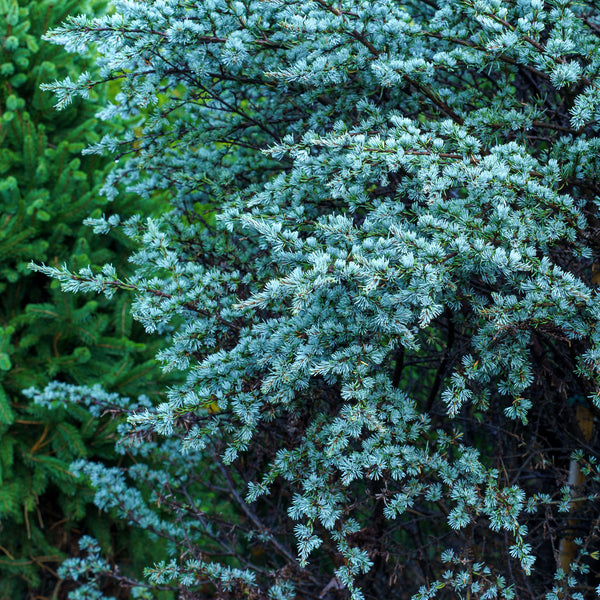 Horstmann Blue Atlas Cedar