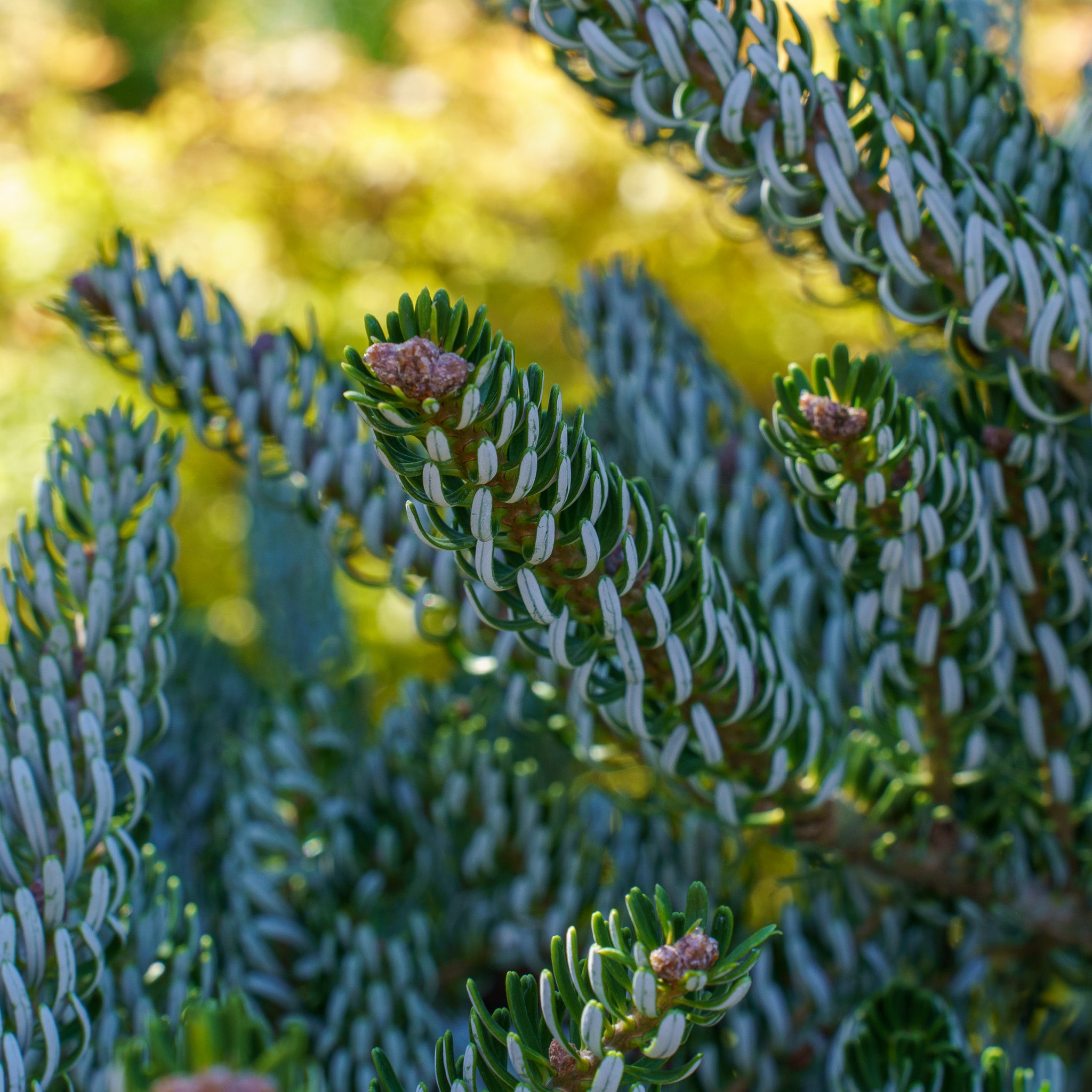 センゴクアラジン スノーピーク　コロンビア　イワタニ　コールマン　NANGA Horstmann's Silberlocke Korean Fir – Plant Detectives