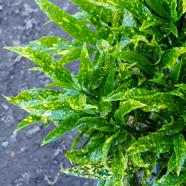 Hosoba Hoshifu Variegated Aucuba - Aucuba - Shrubs