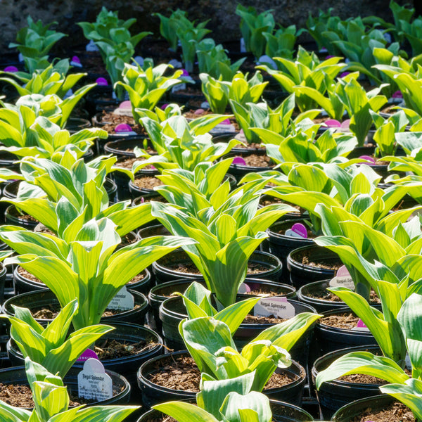 Regal Splendor Hosta - Hosta - Perennials