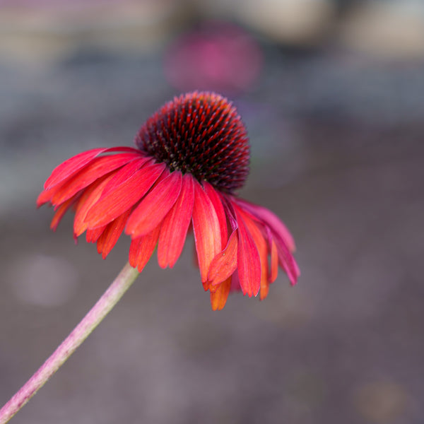 Hot Papaya Coneflower