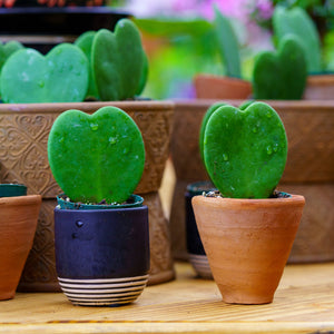 Hoya Heart - Hoyas - Houseplants