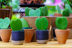 Hoya Heart - Hoyas - Houseplants