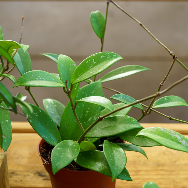 Hoya Pubicalyx Splash