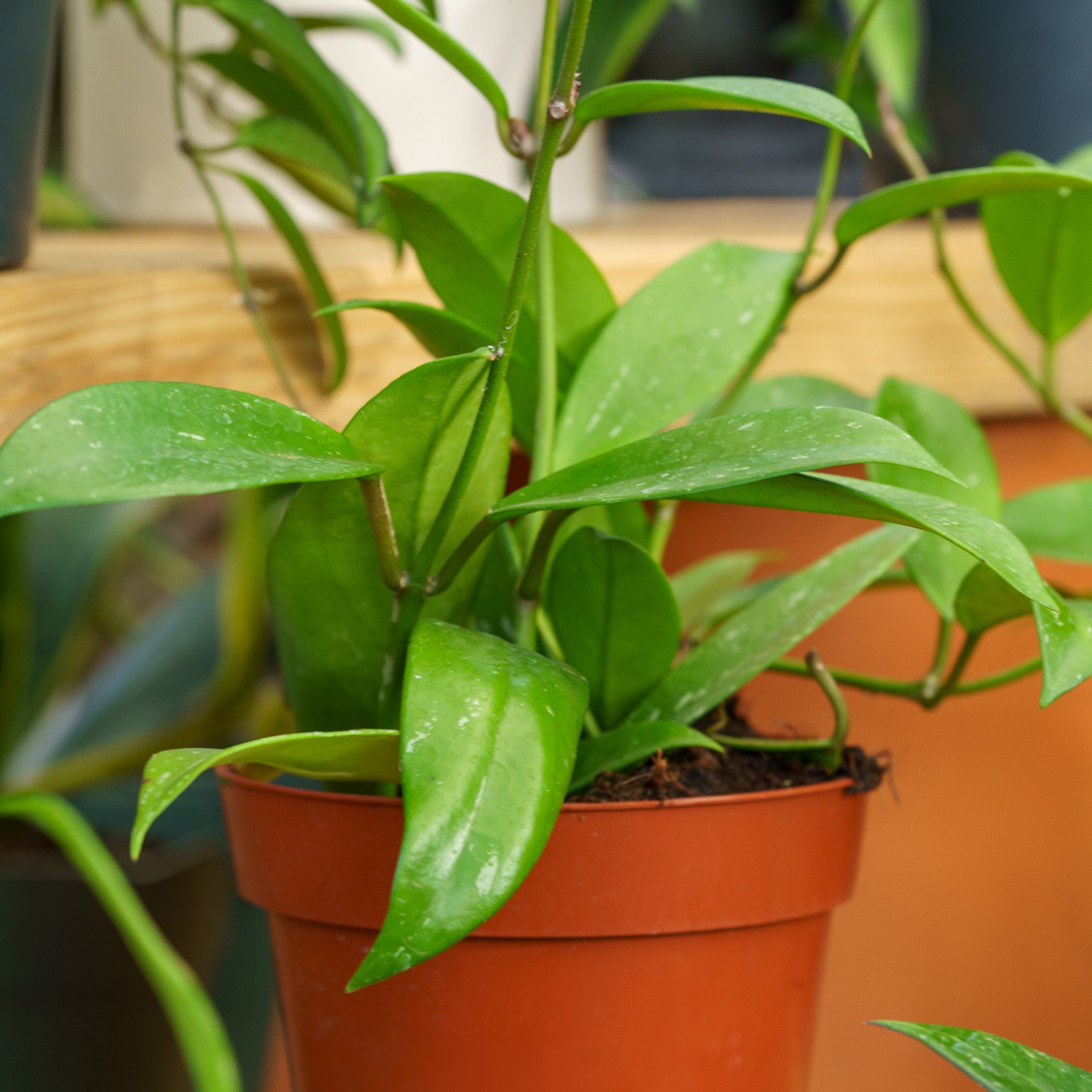 Hoya – Plant Detectives