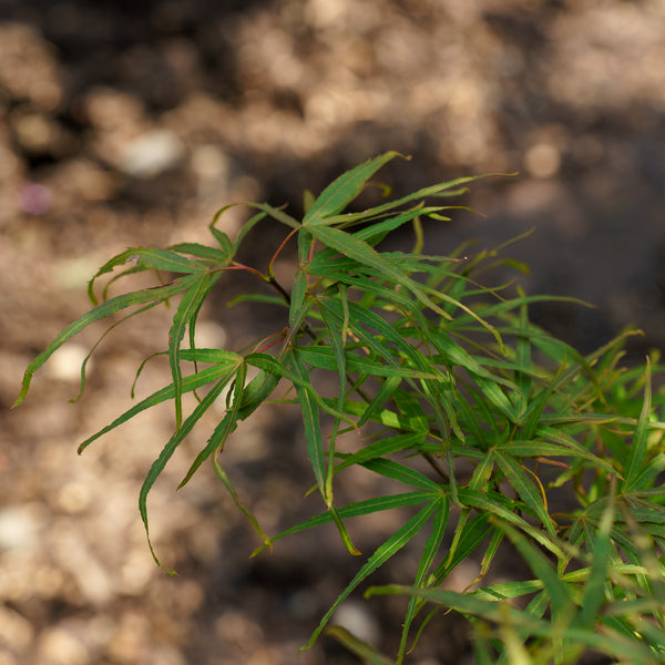 Hubb's Red Willow Japanese Maple