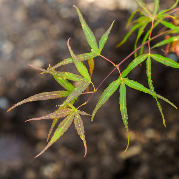 Hubb's Red Willow Japanese Maple