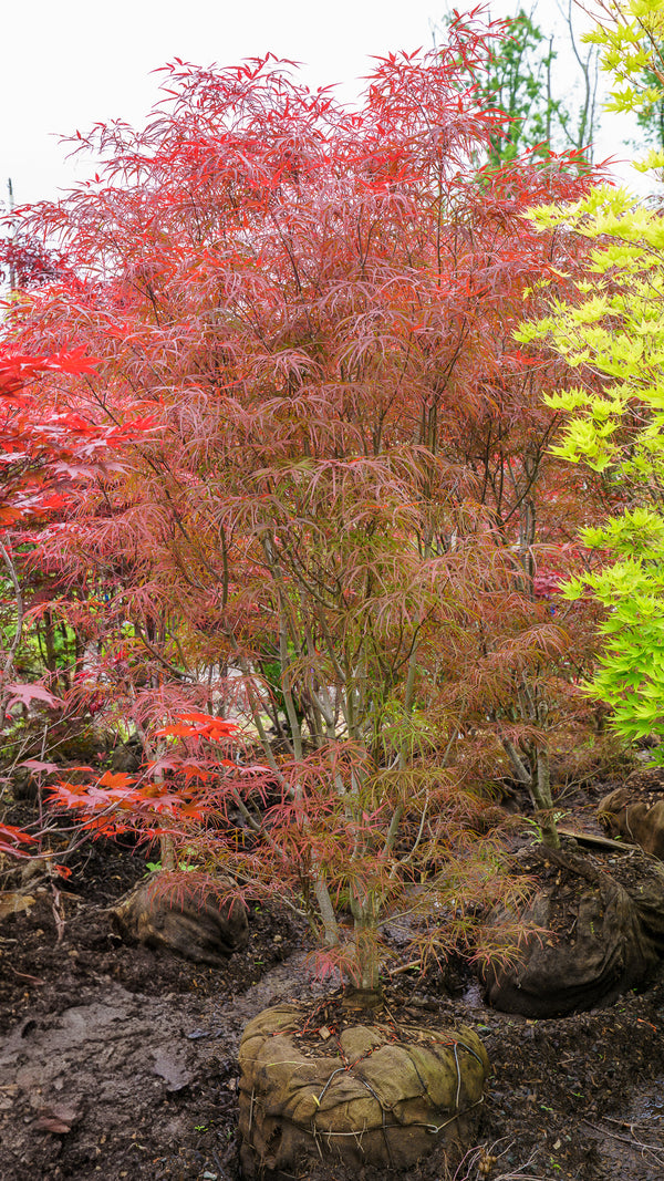 Hubb's Red Willow Japanese Maple