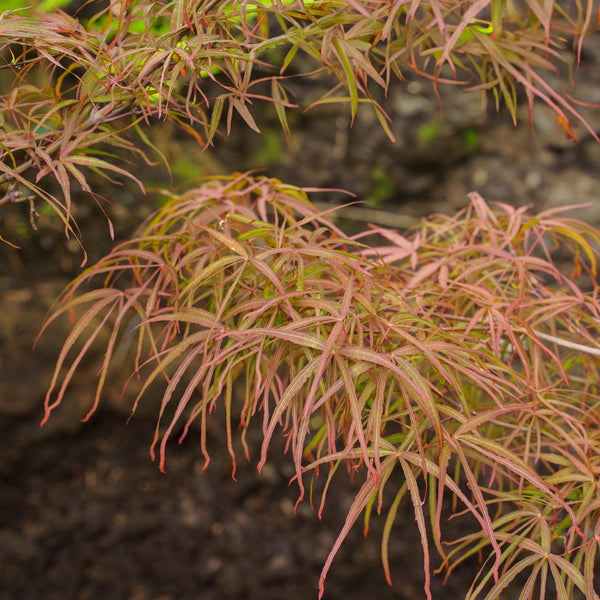 Hubb's Red Willow Japanese Maple