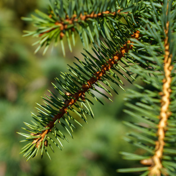 Hugo's Weeping Colorado Spruce