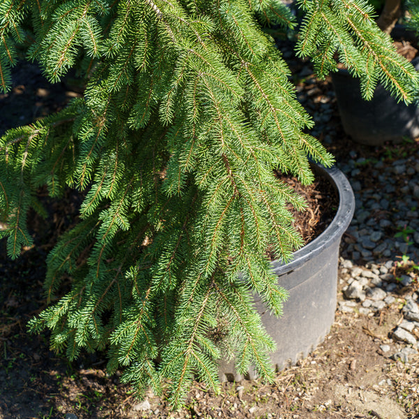 Hugo's Weeping Colorado Spruce