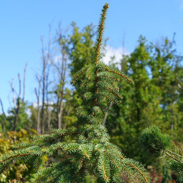 Hugo's Weeping Colorado Spruce